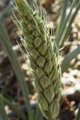 2008-03-23-330-Unknown-bulb