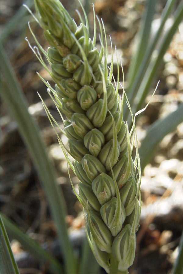 2008-03-23-330-Unknown-bulb