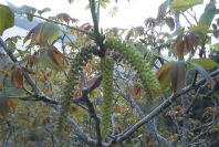 2008-03-23-333-Unknown-tree