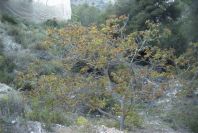 2008-03-23-334-Unknown-tree