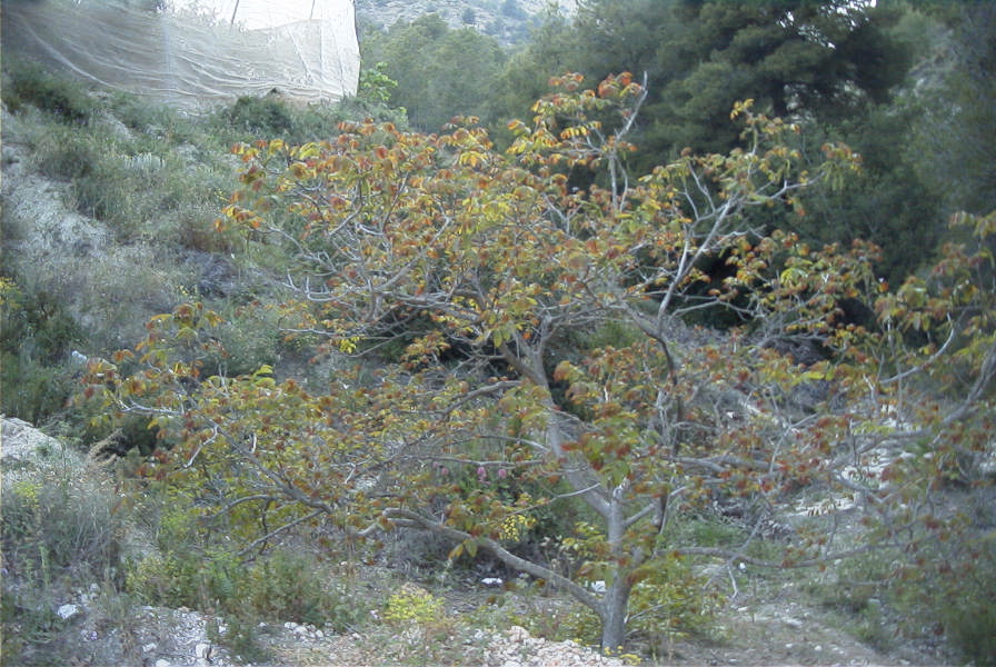 2008-03-23-334-Unknown-tree