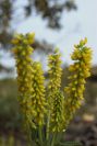2008-03-23-335-Unknown-yellow