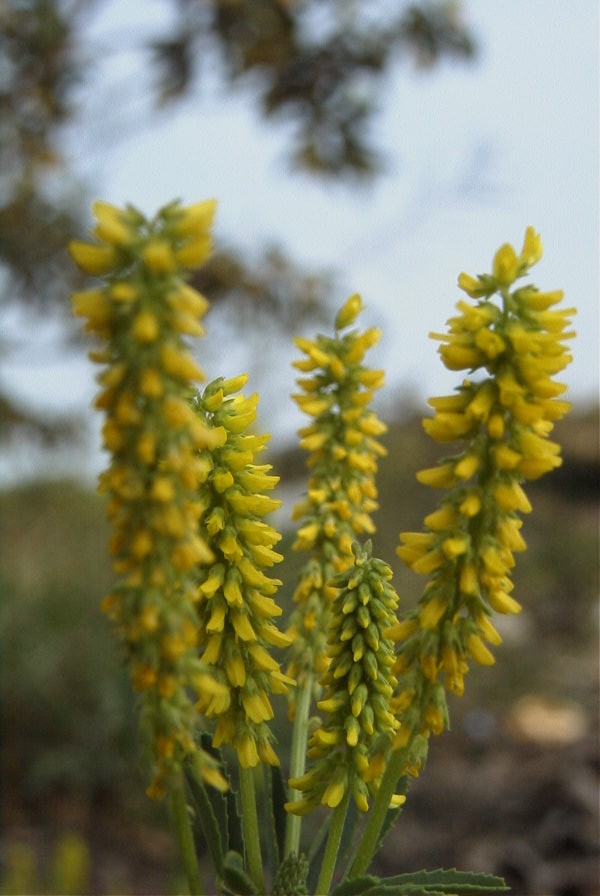 2008-03-23-335-Unknown-yellow