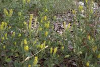 2008-03-23-336-Unknown-yellow