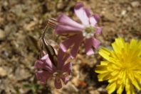 2008-03-23-337-Vaccaria-pyramidata