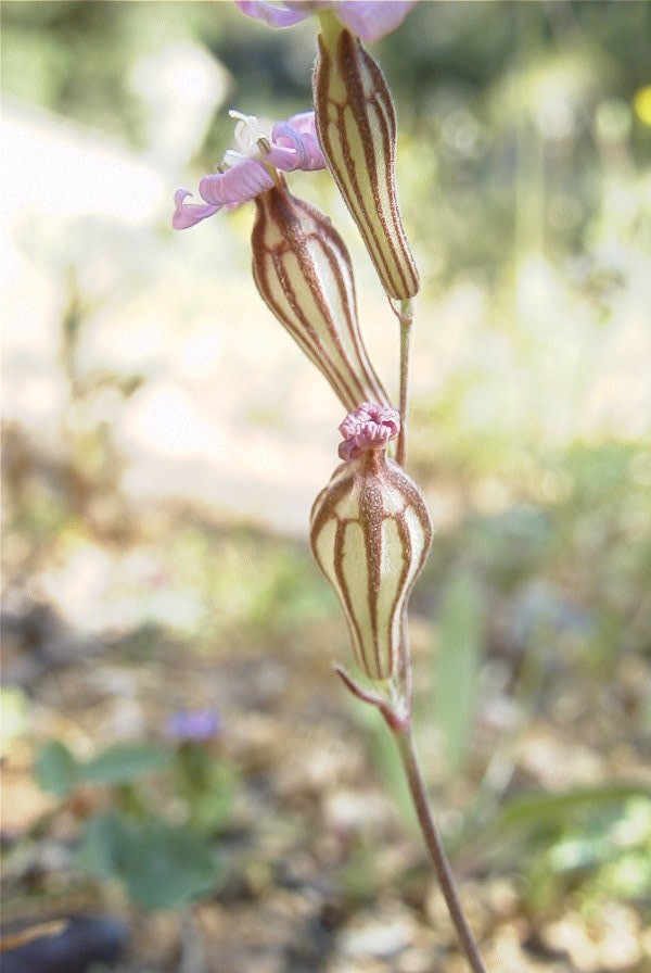 2008-03-23-338-Vaccaria-pyramidata