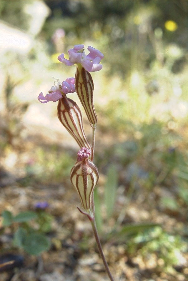 2008-03-23-339-Vaccaria-pyramidata