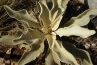 2008-03-23-340-Verbascum