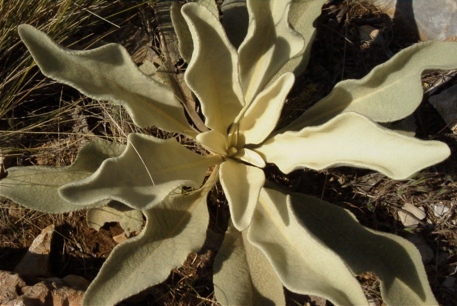 2008-03-23-340-Verbascum