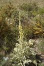 2008-03-23-341-Verbascum
