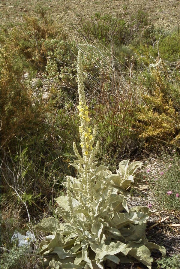 2008-03-23-341-Verbascum