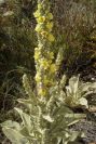 2008-03-23-342-Verbascum