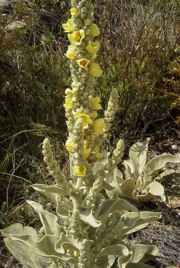 2008-03-23-342-Verbascum