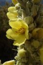 2008-03-23-343-Verbascum