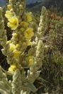 2008-03-23-344-Verbascum