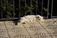 2008-03-23-349-Pussy