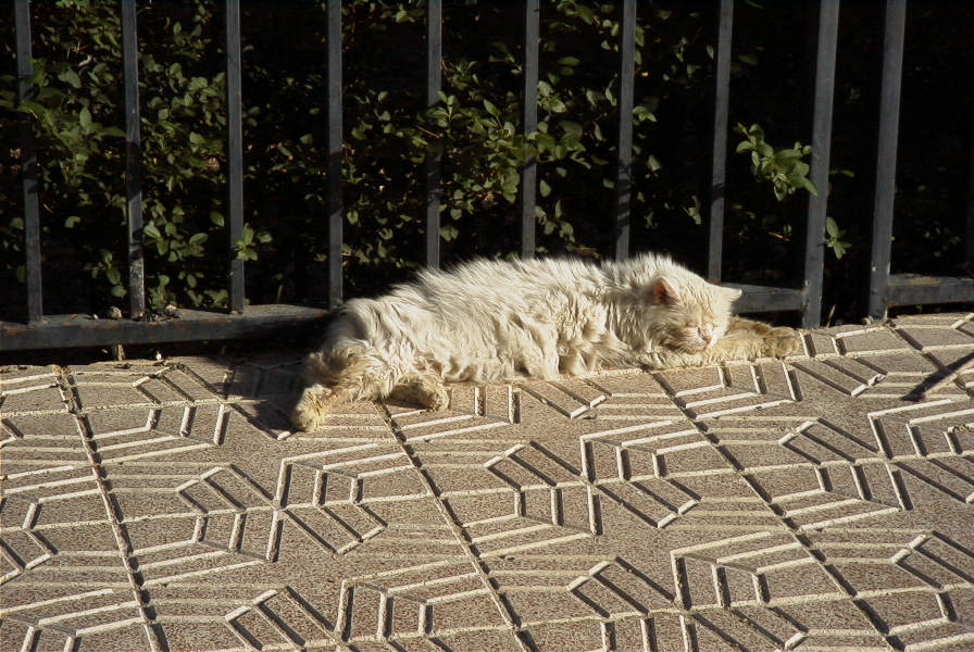 2008-03-23-349-Pussy