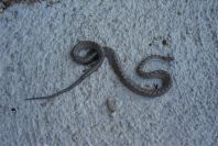 2008-03-23-350-Snake