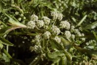 2008-03-23-351-Water-cress