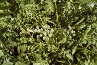 2008-03-23-352-Water-cress