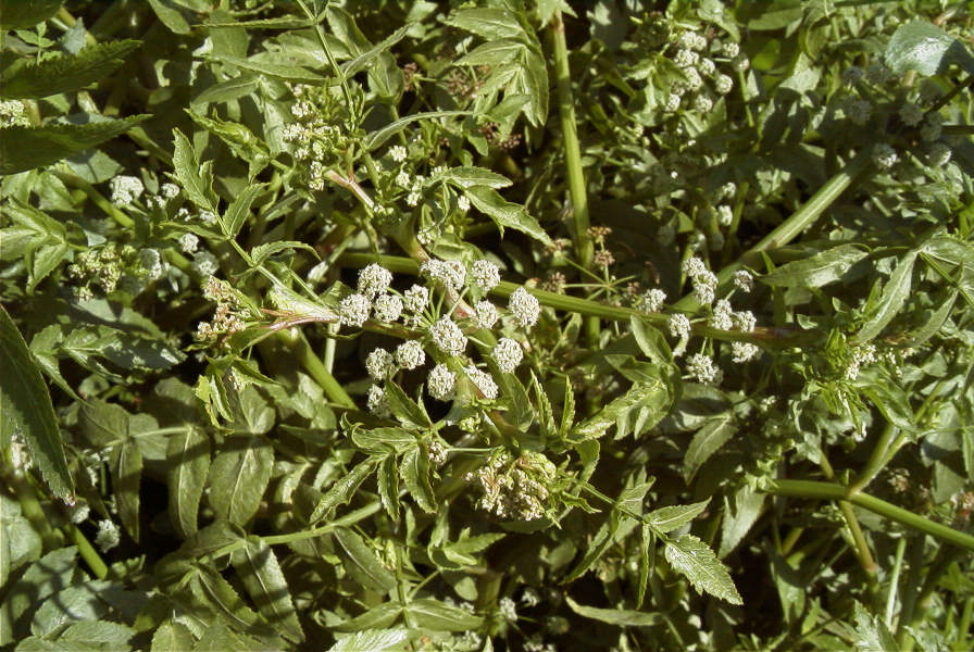 2008-03-23-352-Water-cress