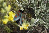 2008-03-23-353-Moth