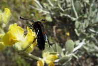 2008-03-23-354-Moth