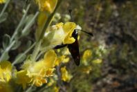 2008-03-23-355-Moth