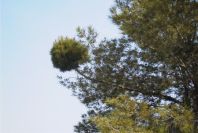 2008-03-23-360-Pine-with-odd-growth