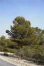 2008-03-23-361-Pine-with-odd-growth
