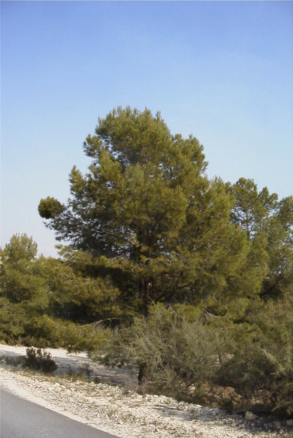 2008-03-23-361-Pine-with-odd-growth