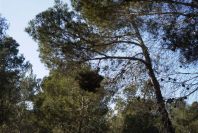 2008-03-23-362-Pine-with-odd-growth