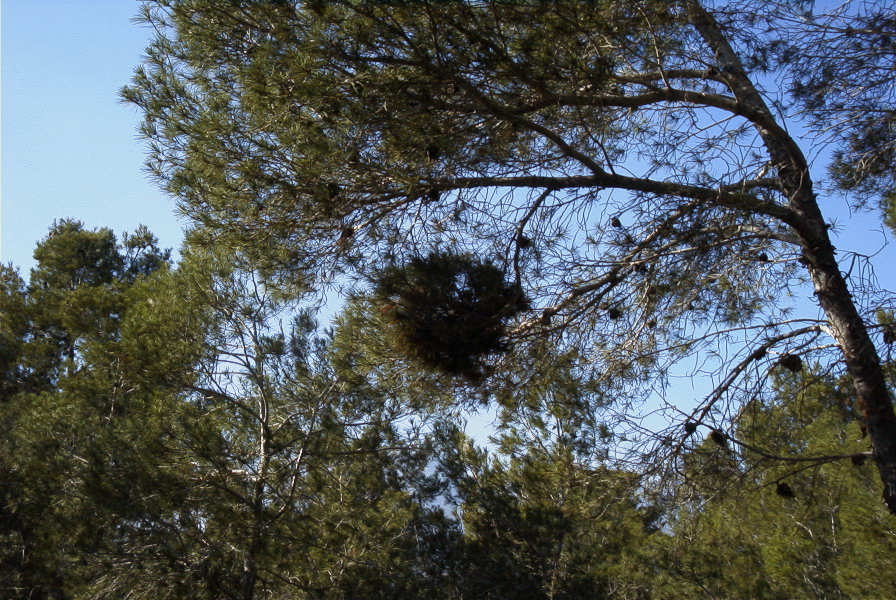 2008-03-23-363-Pine-with-odd-growth