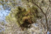 2008-03-23-364-Pine-with-odd-growth