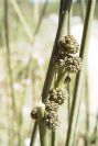 2008-03-23-365-Juncus