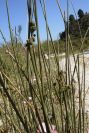 2008-03-23-366-Juncus
