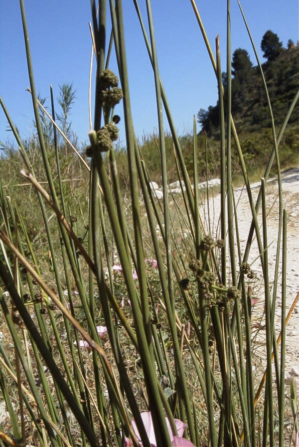 2008-03-23-366-Juncus