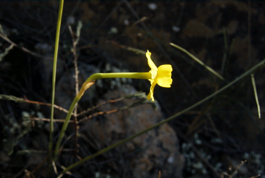 2008-03-23-367-Narcissus-requienii