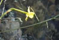 2008-03-23-368-Narcissus-requienii