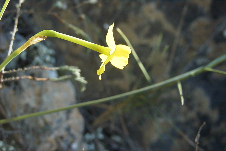 2008-03-23-368-Narcissus-requienii