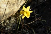 2008-03-23-369-Narcissus-requienii