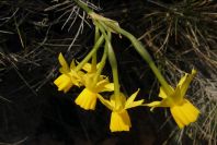 2008-03-23-370-Narcissus-requienii