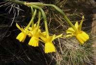 2008-03-23-371-Narcissus-requienii