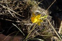 2008-03-23-372-Narcissus-requienii
