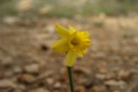 2008-03-23-373-Narcissus-requienii