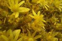 2008-03-23-378-Aeonium-manriqueorum