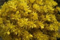 2008-03-23-380-Aeonium-manriqueorum