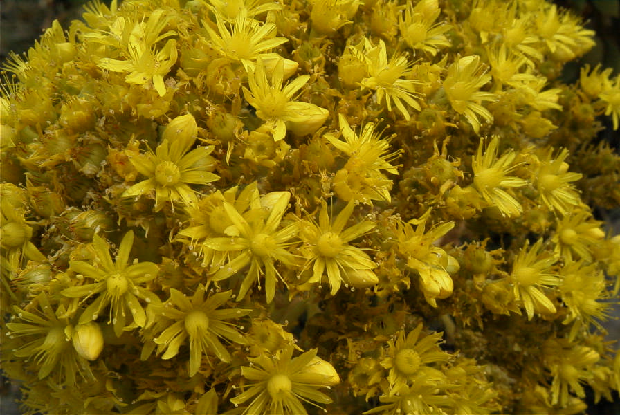 2008-03-23-380-Aeonium-manriqueorum