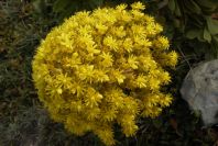 2008-03-23-381-Aeonium-manriqueorum