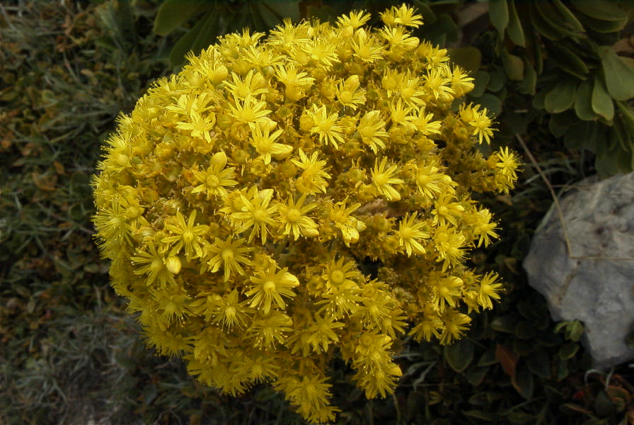 2008-03-23-381-Aeonium-manriqueorum